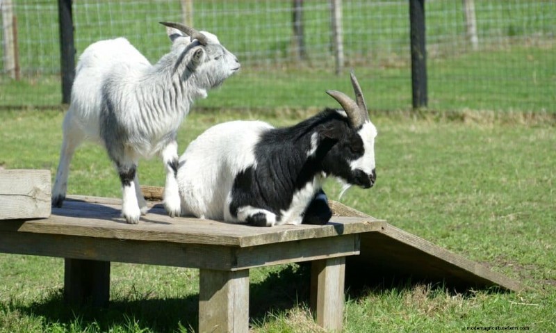 Enrichment Ideas for Goats: Creating a Fun and Stimulating Playground