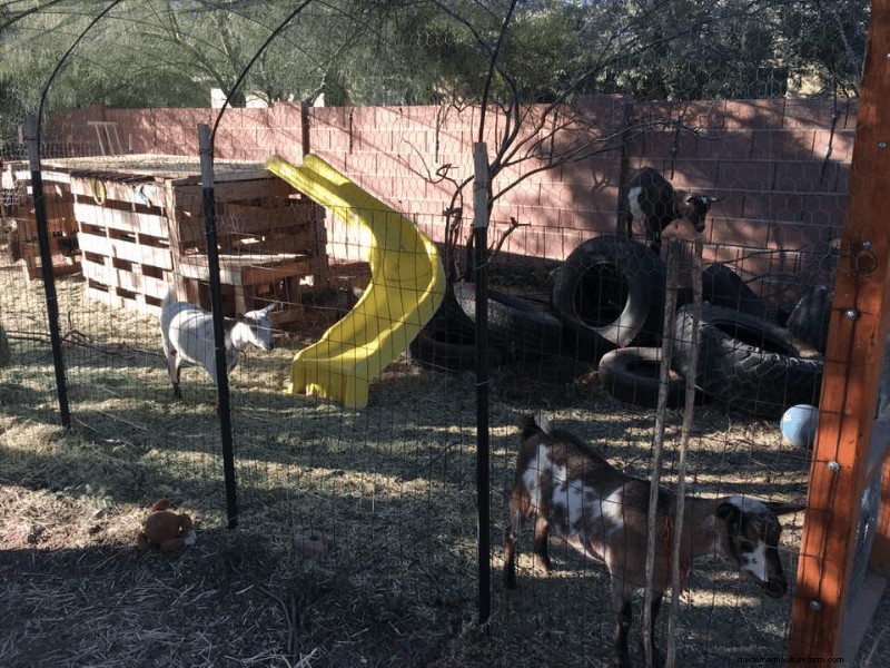 Enrichment Ideas for Goats: Creating a Fun and Stimulating Playground