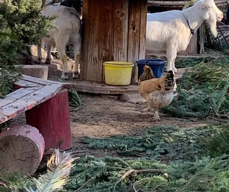 Enrichment Ideas for Goats: Creating a Fun and Stimulating Playground