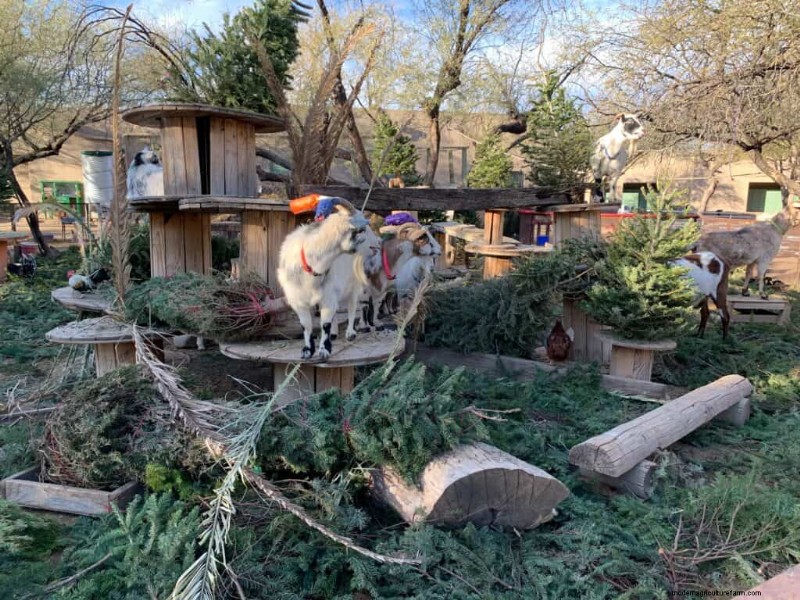 Enrichment Ideas for Goats: Creating a Fun and Stimulating Playground