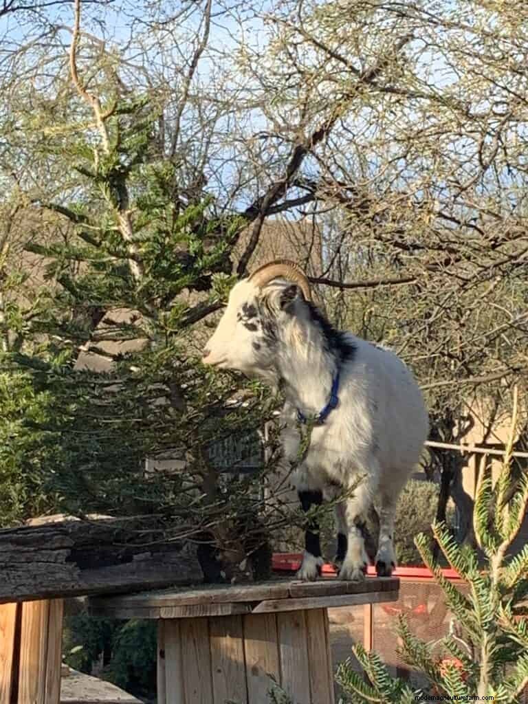 Enrichment Ideas for Goats: Creating a Fun and Stimulating Playground