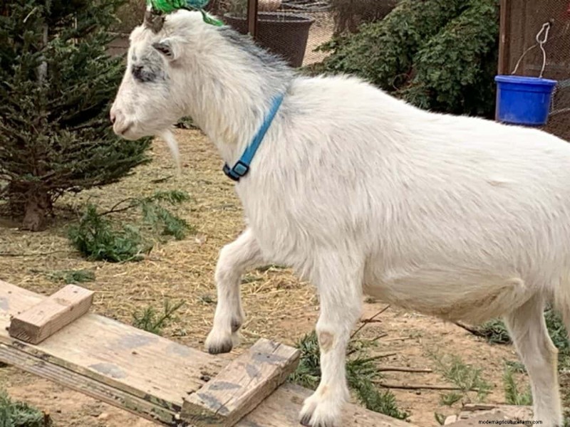 Enrichment Ideas for Goats: Creating a Fun and Stimulating Playground