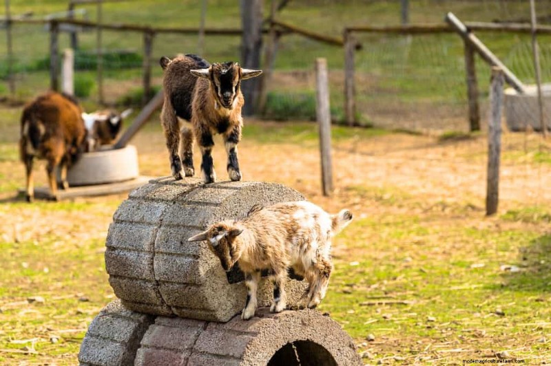 Enrichment Ideas for Goats: Creating a Fun and Stimulating Playground