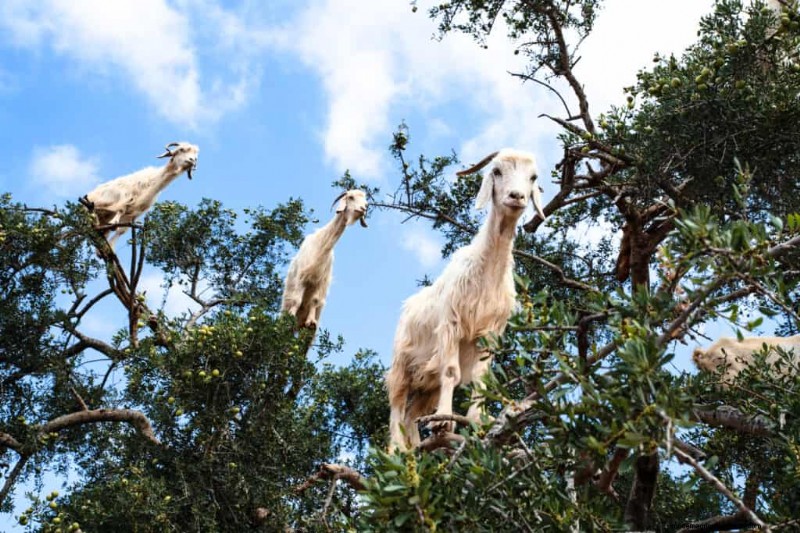 Enrichment Ideas for Goats: Creating a Fun and Stimulating Playground