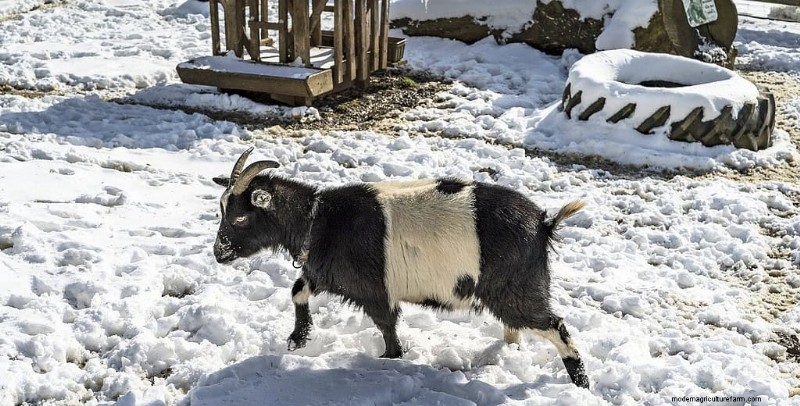 Enrichment Ideas for Goats: Creating a Fun and Stimulating Playground