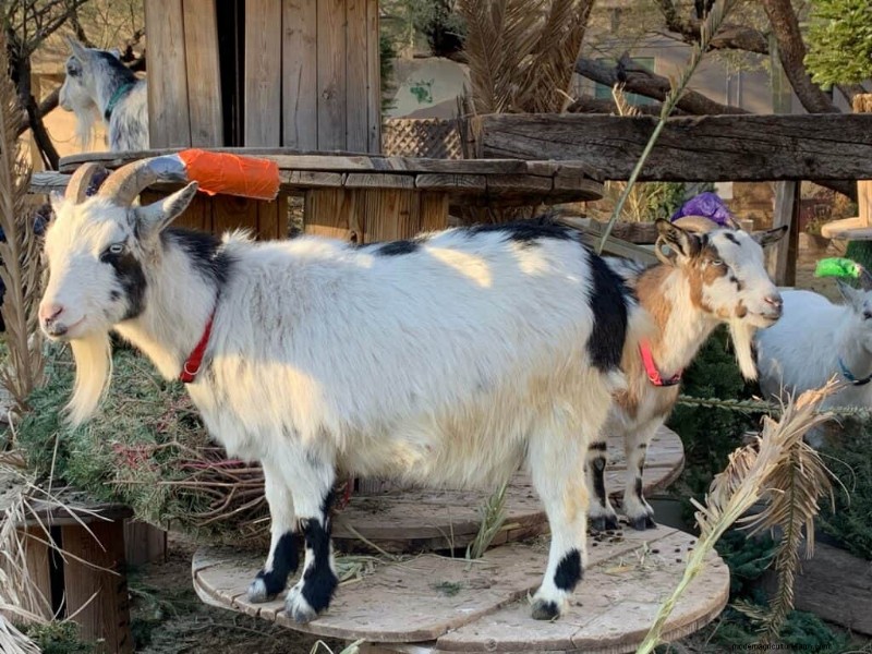 Enrichment Ideas for Goats: Creating a Fun and Stimulating Playground