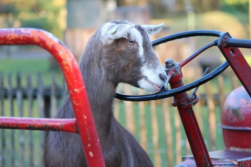 Enrichment Ideas for Goats: Creating a Fun and Stimulating Playground