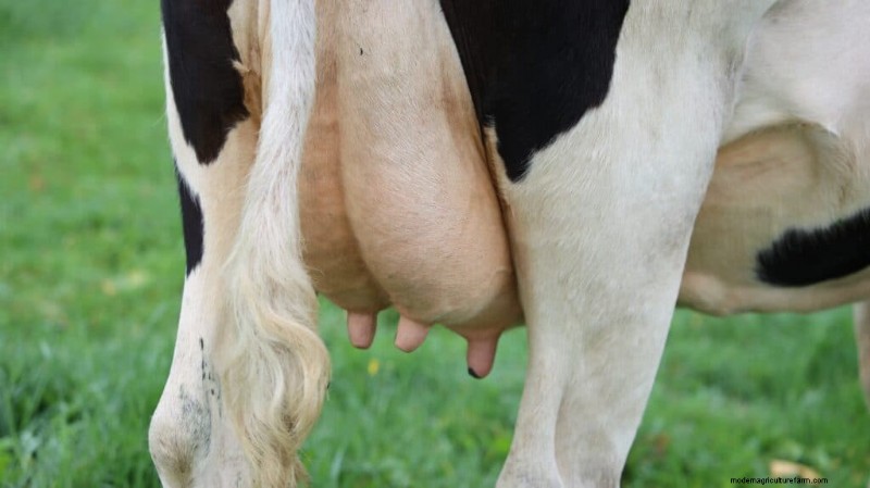 Cow Prices: Cost Factors & Buying Guide for Farmers