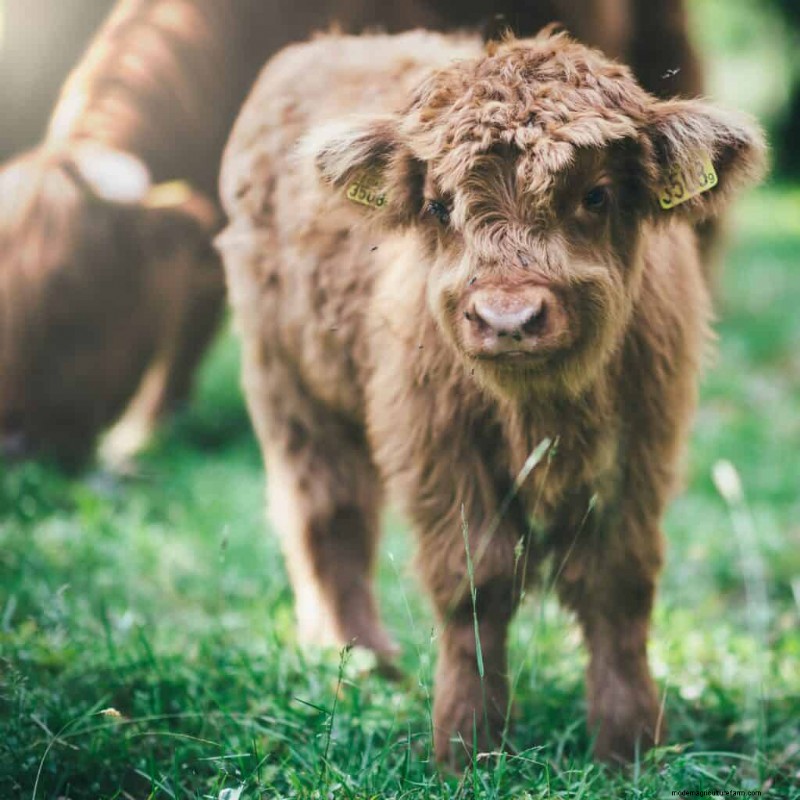 Cow Prices: Cost Factors & Buying Guide for Farmers