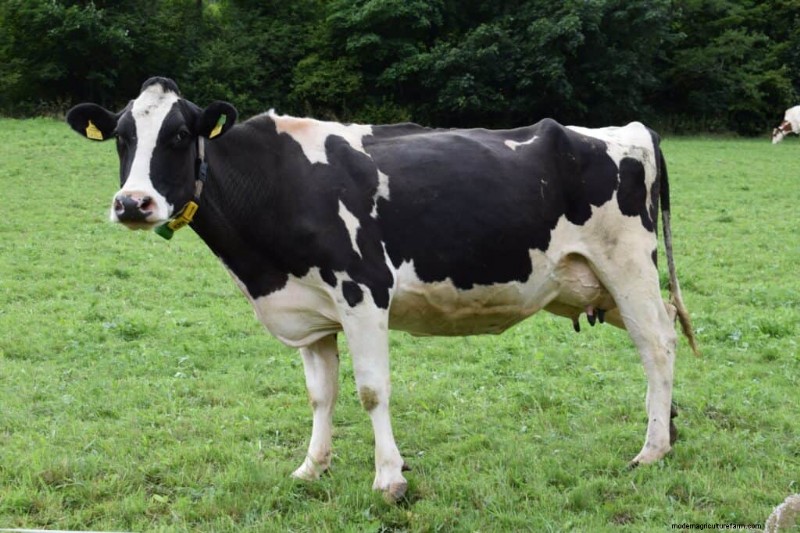 Cow Prices: Cost Factors & Buying Guide for Farmers