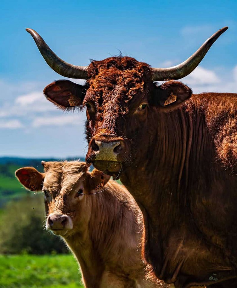 Cow Prices: Cost Factors & Buying Guide for Farmers