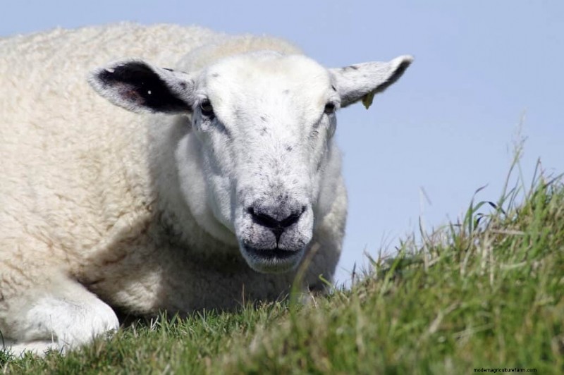 Top Meat Sheep Breeds for Farm Profitability | [Year]