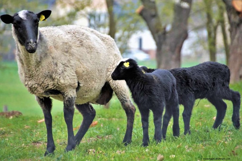 Top Meat Sheep Breeds for Farm Profitability | [Year]