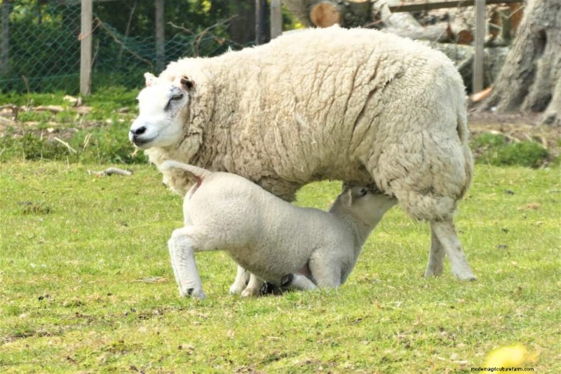 Top Meat Sheep Breeds for Farm Profitability | [Year]