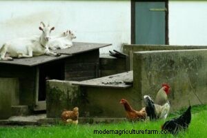 Goat Barn Designs: 4 Creative & Functional Shelter Ideas for Homesteaders