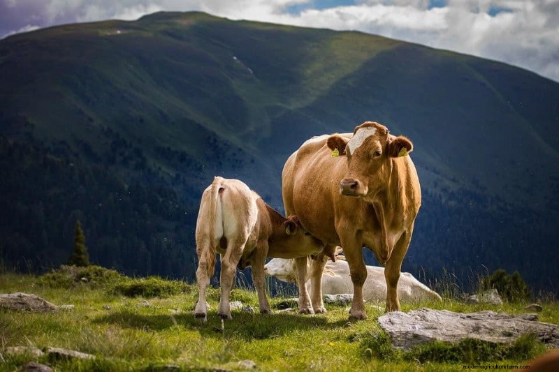 Cow Udders: Anatomy, Function & Number of Teats - A Comprehensive Guide