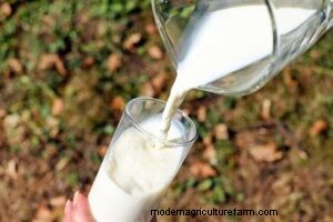 Cow Udders: Anatomy, Function & Number of Teats - A Comprehensive Guide