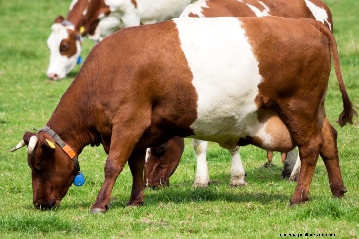 Lakenvelder Cattle: History, Characteristics & Uses