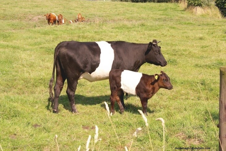 Lakenvelder Cattle: History, Characteristics & Uses