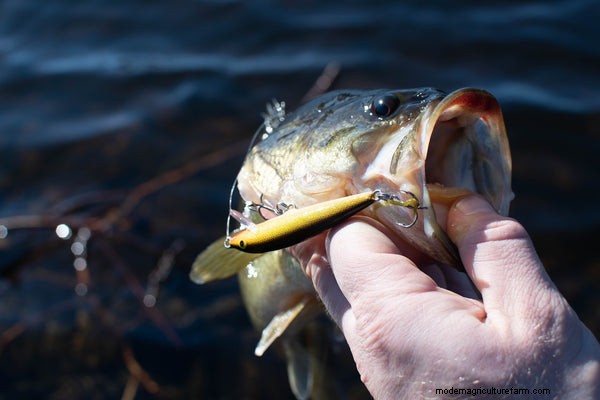 Aquaponics for Largemouth Bass: A Comprehensive Guide