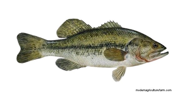 Aquaponics for Largemouth Bass: A Comprehensive Guide