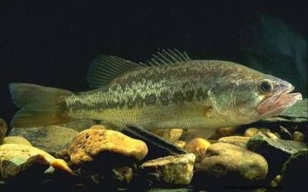 Aquaponics for Largemouth Bass: A Comprehensive Guide