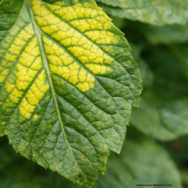 Magnesium Deficiency in Aquaponics: Causes, Symptoms & Solutions