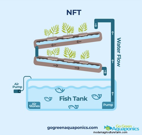 Outdoor Aquaponics: A Comprehensive Guide to Sustainable Food Production