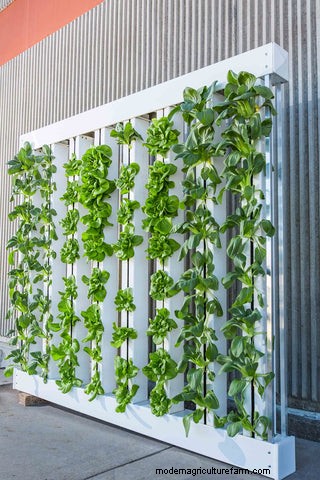 Outdoor Aquaponics: A Comprehensive Guide to Sustainable Food Production