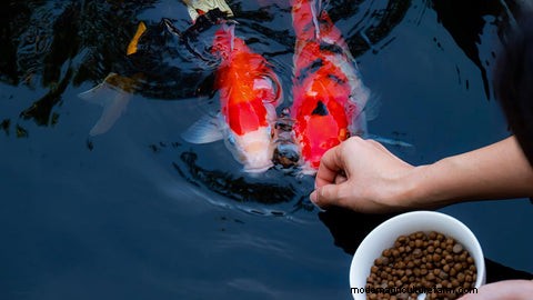 Outdoor Aquaponics: A Comprehensive Guide to Sustainable Food Production