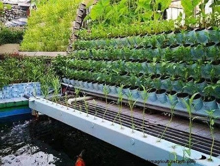 Outdoor Aquaponics: A Comprehensive Guide to Sustainable Food Production
