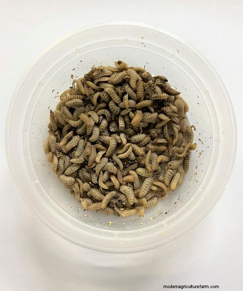 Sustainable & Cost-Effective Fish Food Alternatives for Aquaponics