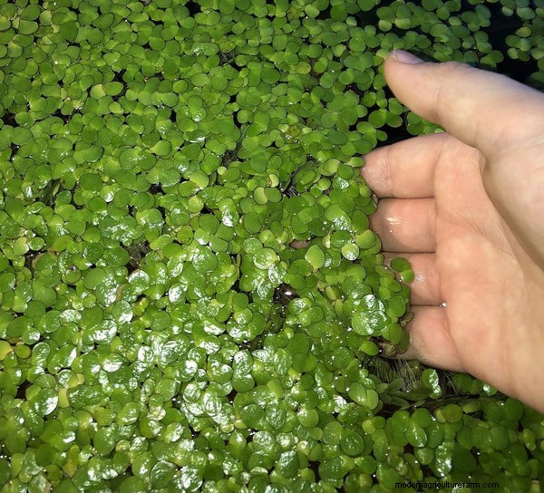 Sustainable & Cost-Effective Fish Food Alternatives for Aquaponics
