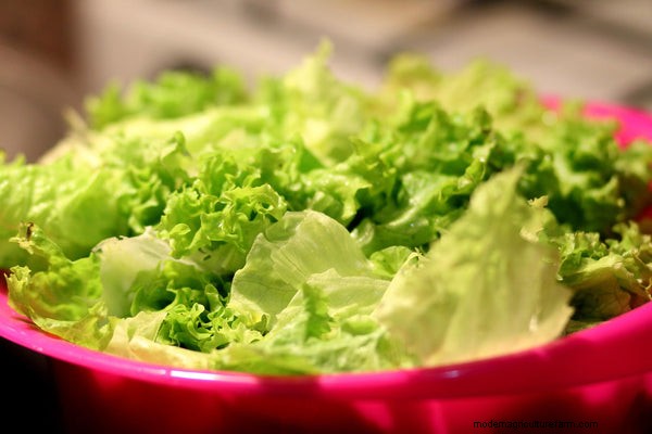 Sustainable & Cost-Effective Fish Food Alternatives for Aquaponics