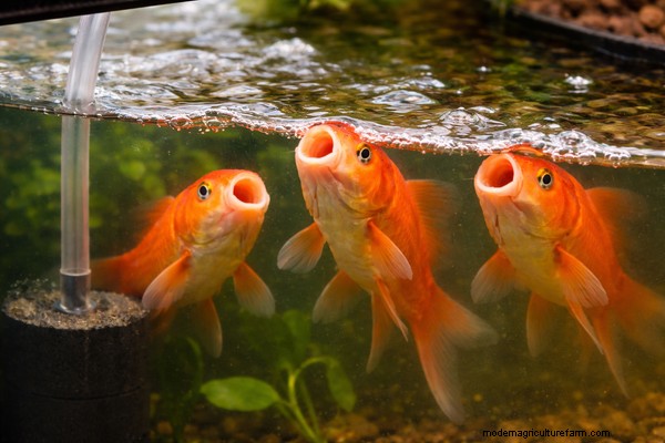 Troubleshooting Aquaponics: 10 Signs of Imbalance & Solutions