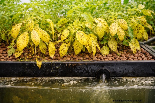 Troubleshooting Aquaponics: 10 Signs of Imbalance & Solutions