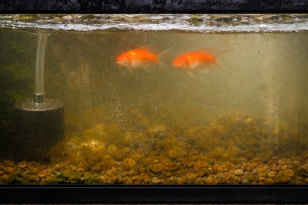 Troubleshooting Aquaponics: 10 Signs of Imbalance & Solutions