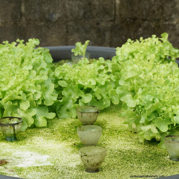 Troubleshooting Aquaponics: 10 Signs of Imbalance & Solutions