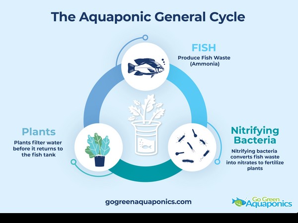 Aquaponics Water Quality: A Comprehensive Guide to pH, Ammonia & Nitrate