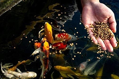 Aquaponics: The Vital Role of Fish Health for a Thriving Ecosystem