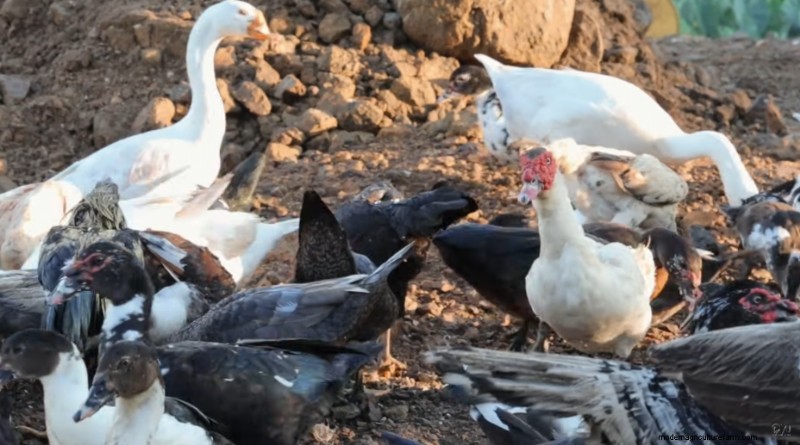 Bantam Chickens & Farm Expansion: A Day at Dexter s Farm