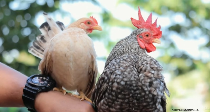 Bantam Chickens & Farm Expansion: A Day at Dexter s Farm