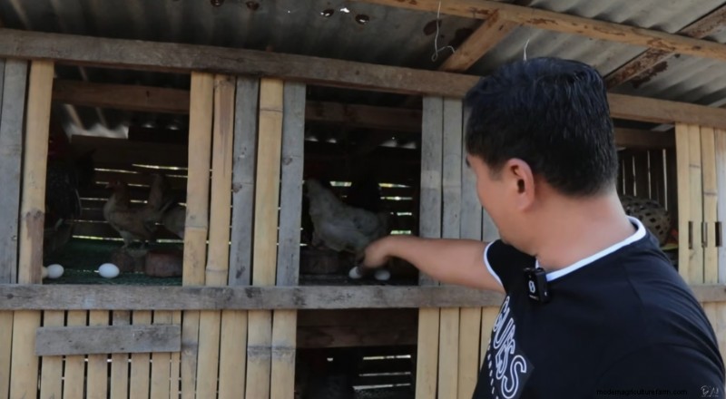 Bantam Chickens & Farm Expansion: A Day at Dexter s Farm