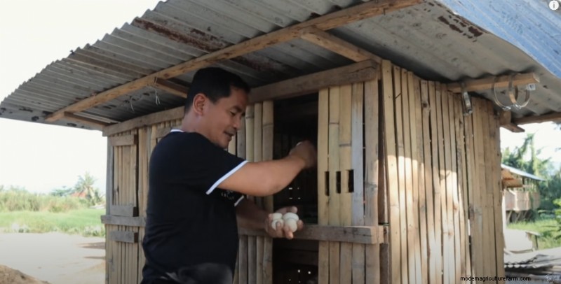 Bantam Chickens & Farm Expansion: A Day at Dexter s Farm