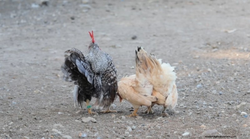 Bantam Chickens & Farm Expansion: A Day at Dexter s Farm
