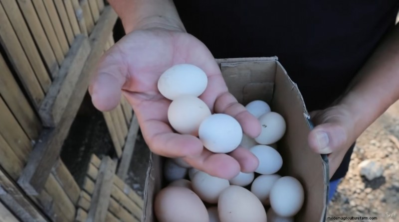 Bantam Chickens & Farm Expansion: A Day at Dexter s Farm