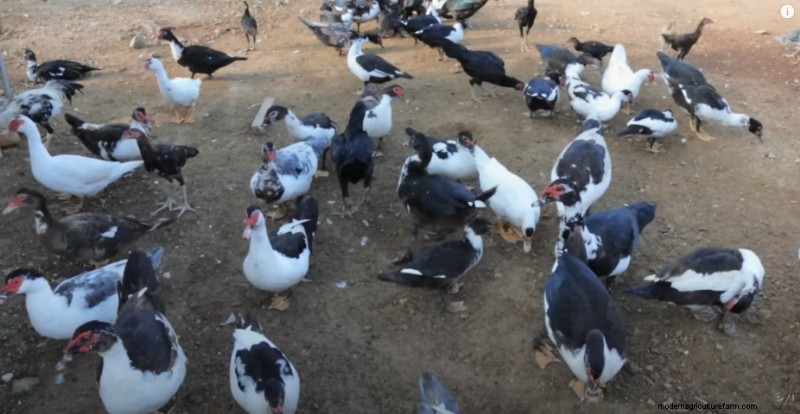 Bantam Chickens & Farm Expansion: A Day at Dexter s Farm