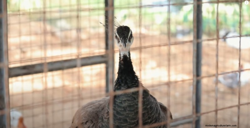 Bantam Chickens & Farm Expansion: A Day at Dexter s Farm