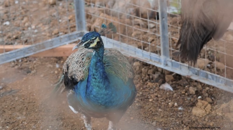 Dexter s World: Peacock & Farm Update - Managing Farm Animals