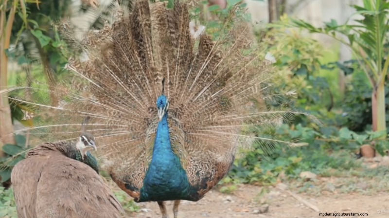 Dexter s World: Peacock & Farm Update - Managing Farm Animals